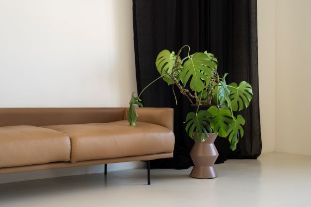 Artificial vs. real plants for your home
